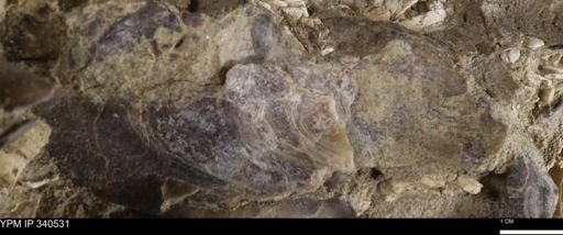 Ostrea glabra
