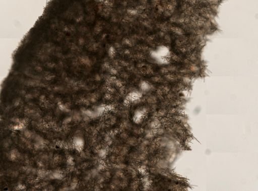 Suberites domuncula