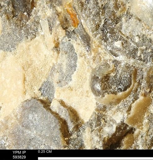 undet. Mollusca