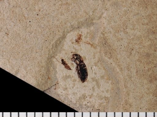 Coleoptera