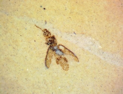 undet. Tenebrionidae