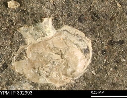 undet. Mollusca