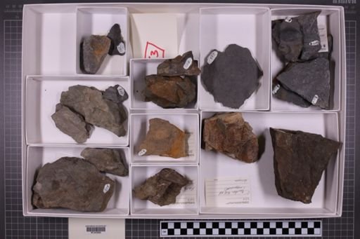 mixed taxa, stratigraphic collection