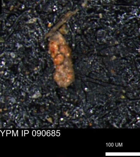 Ammobaculoides phaulus