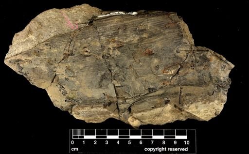 Calamites sp.