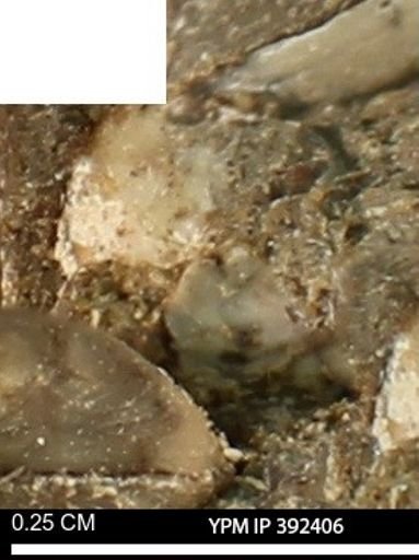 Protocardia subquadrata