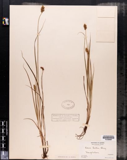 Carex bebbii