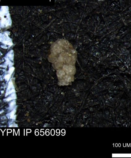 Ammobaculoides whitneyi