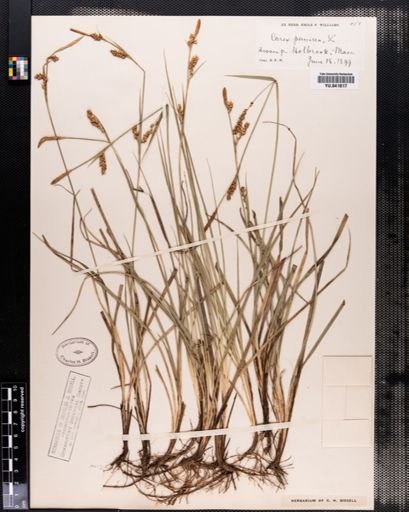 Carex panicea