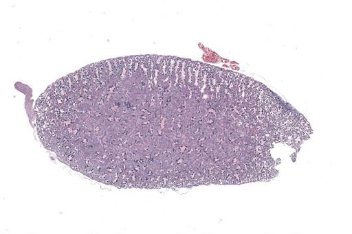 Rana clamitans