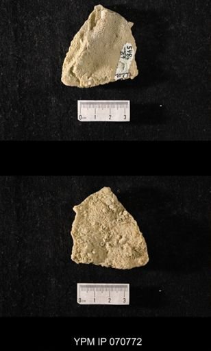 Favosites sp.