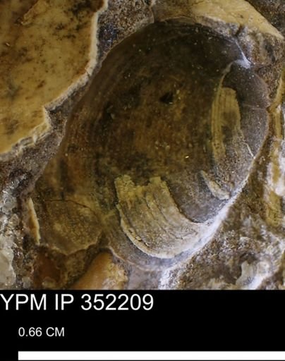 Limopsis striatopunctatus