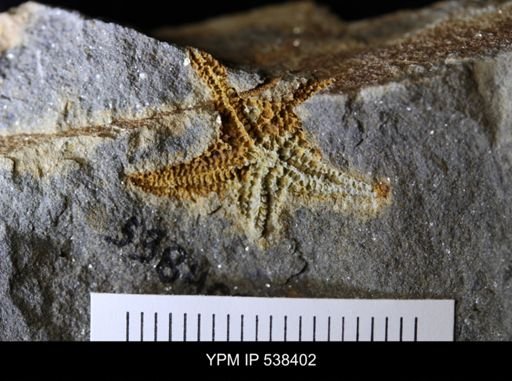 undet. Stelleroidea