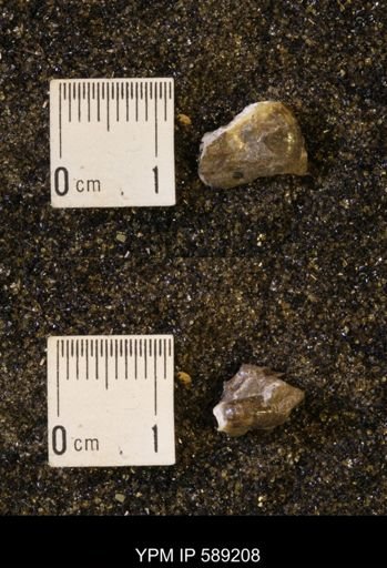 Discoscaphites rossi
