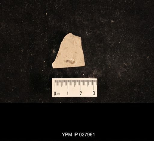Lemmatophora typa
