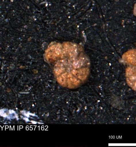 Haplophragmoides gigas