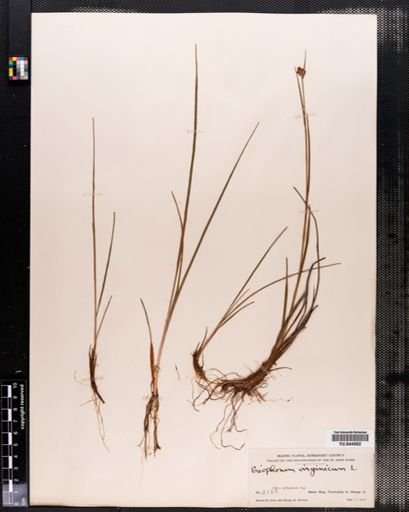 Eriophorum virginicum