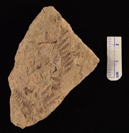 Cladophlebis sp.