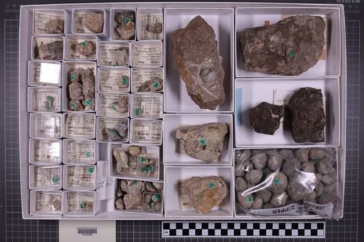 mixed taxa, stratigraphic collection