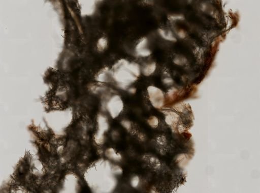 Amphimedon cf. compressa