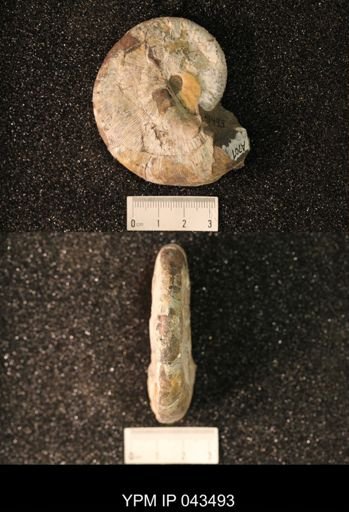 Hoploscaphites nicolletii