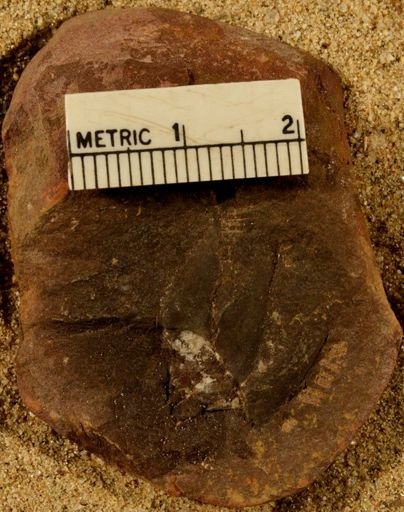 Lepidostrobus ovatifolius