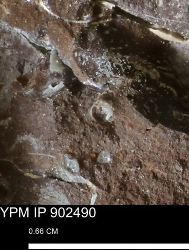 undet. Mollusca
