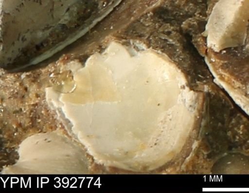 Protocardia?