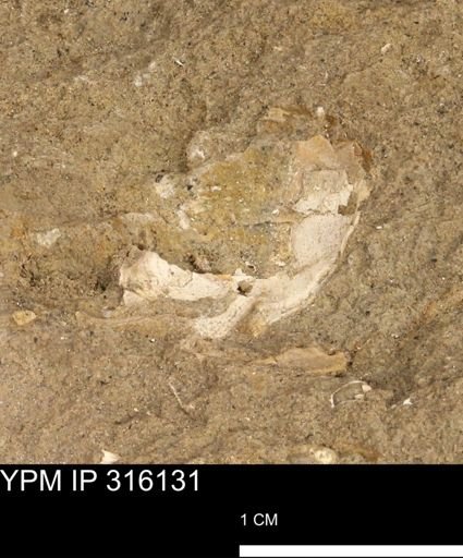 undet. Bivalvia