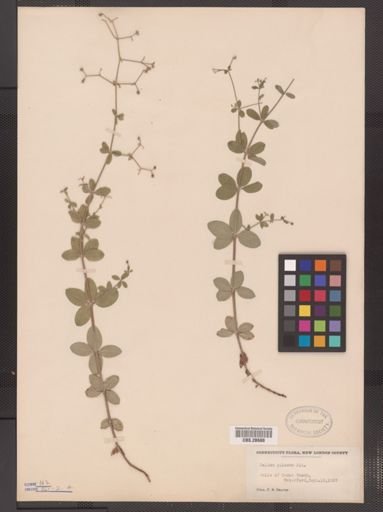 Galium pilosum