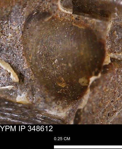 undet. Bivalvia