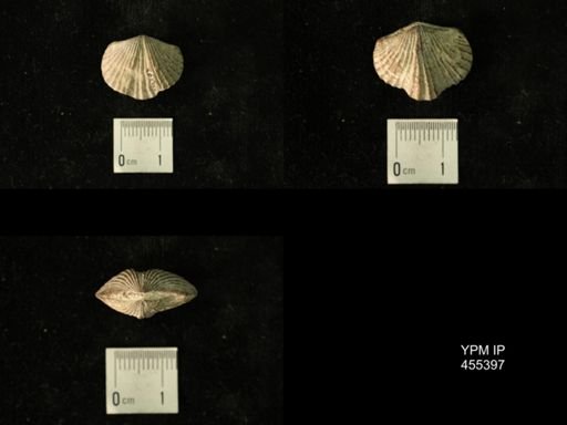 Platystrophia clarksvillensis