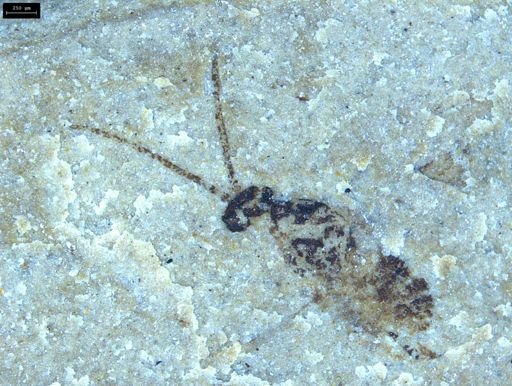 undet. Hymenoptera