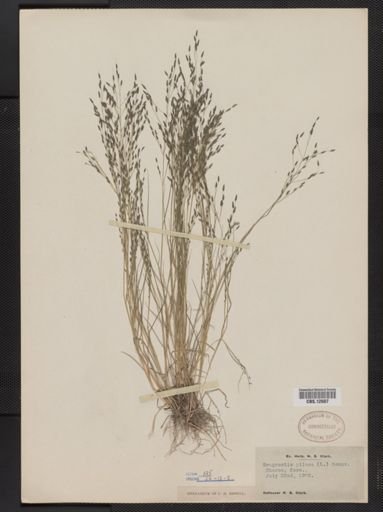 Eragrostis pilosa