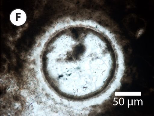 Leiosphaeridia jacutica