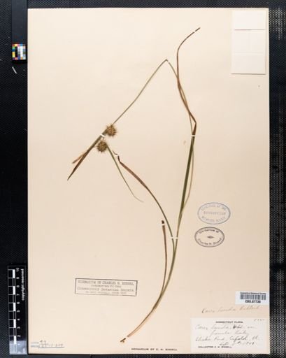 Carex lurida