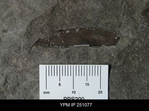undet. Eurypterida