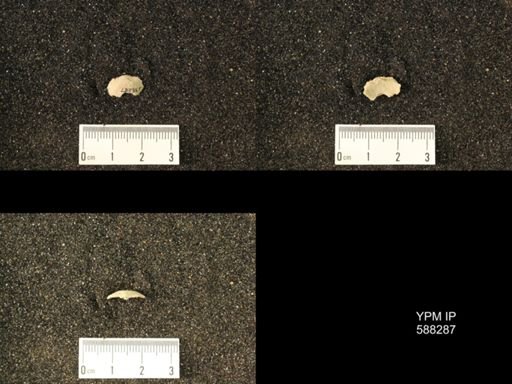 Chonetes sp.