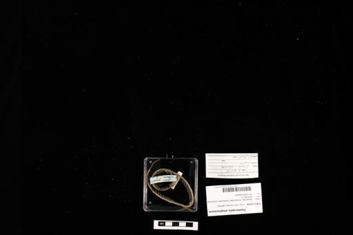 Pantherophis alleghaniensis