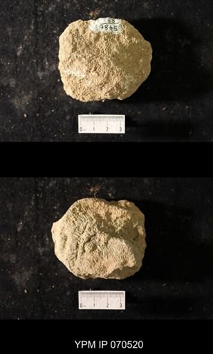 Favosites louisvillensis