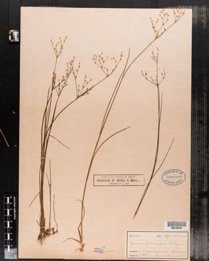 Juncus pelocarpus