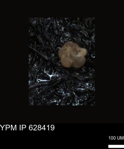 undet. Foraminiferida