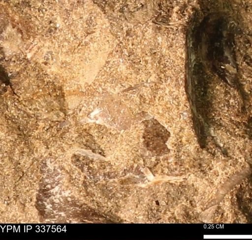 undet. Mollusca