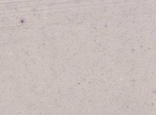 Trypanosoma equinum