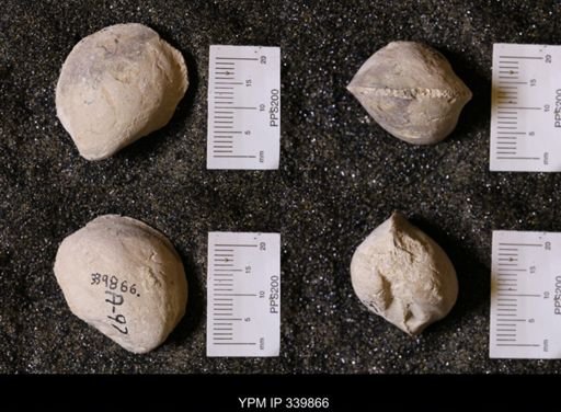 Protocardia sp.