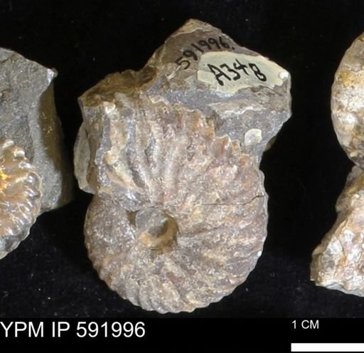 Jeletzkytes nebrascensis
