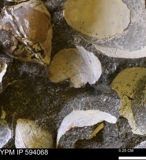 Limopsis? striatopunctatus