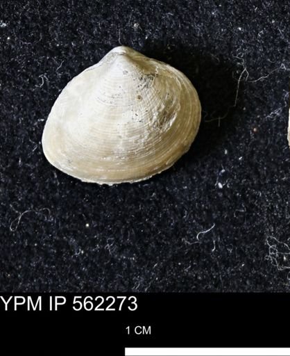 Limopsis striatopunctatus