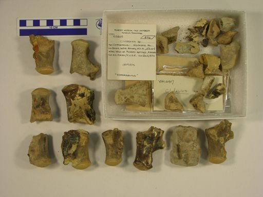 Clidastes sp.
