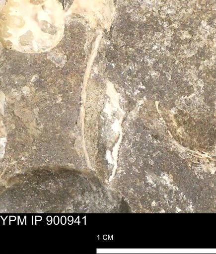 undet. Mollusca